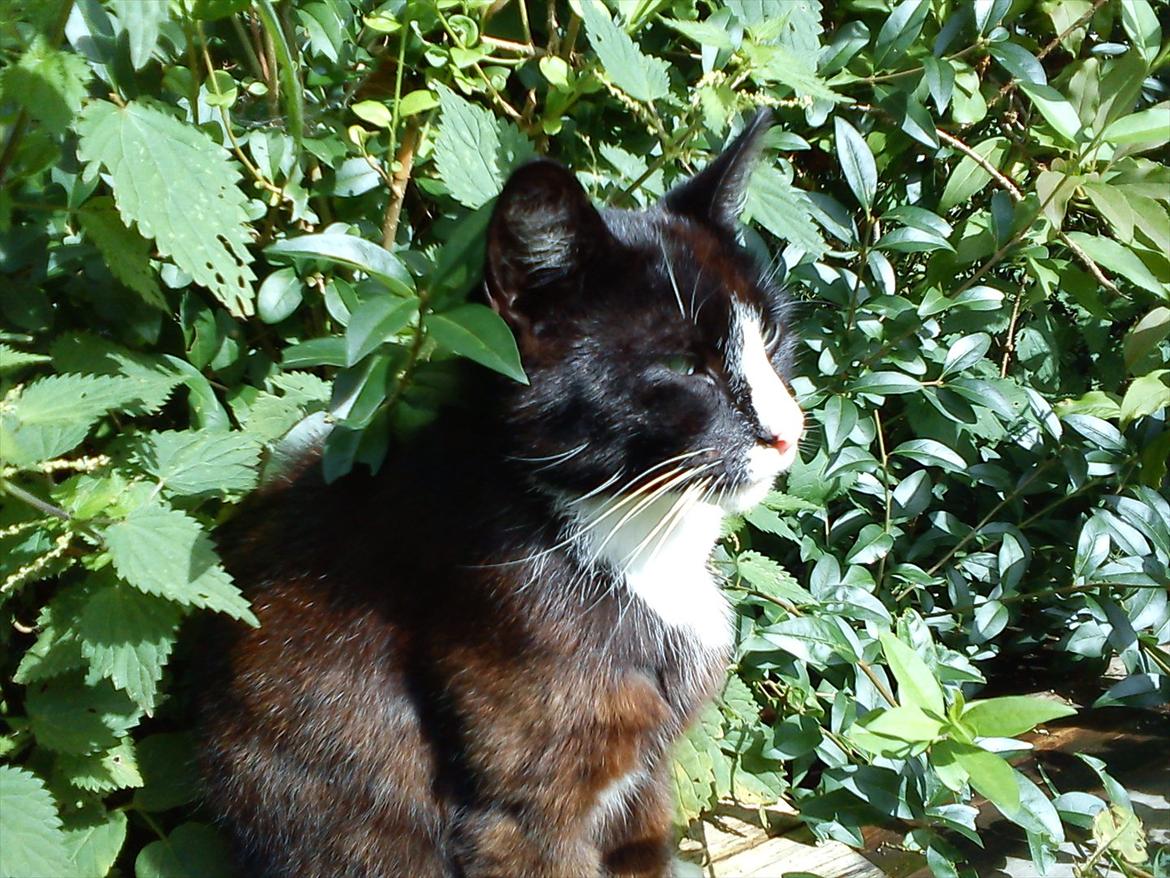 Huskat Stripe billede 2