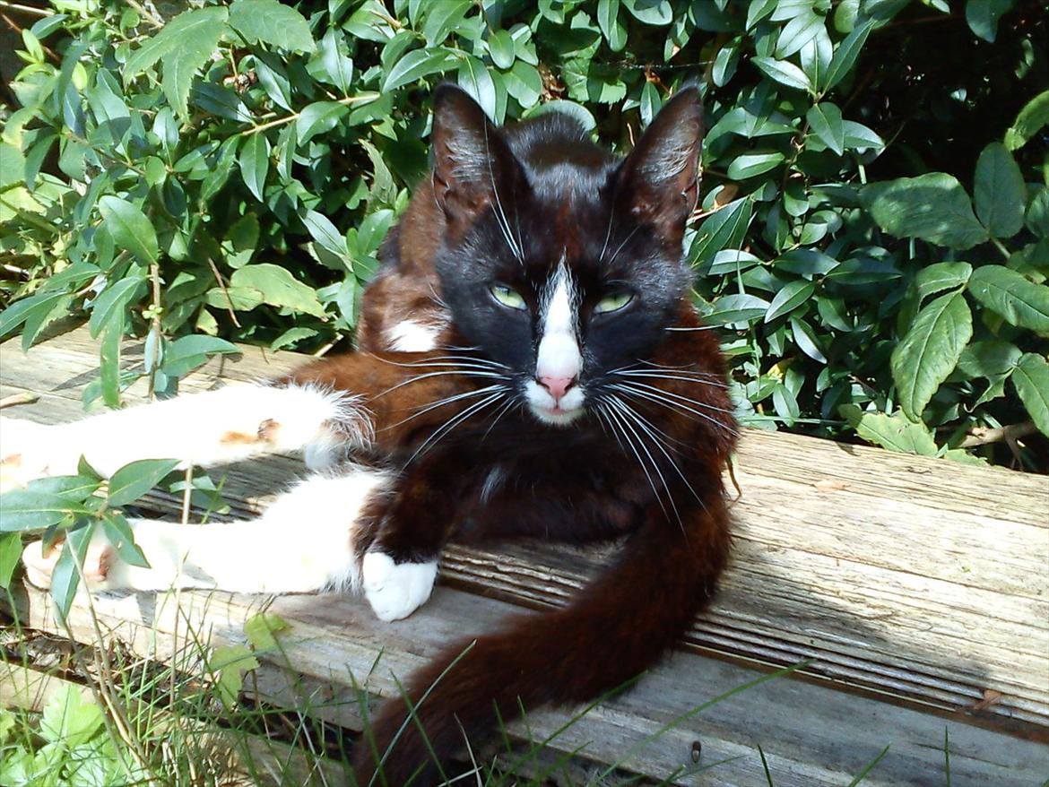 Huskat Stripe billede 3