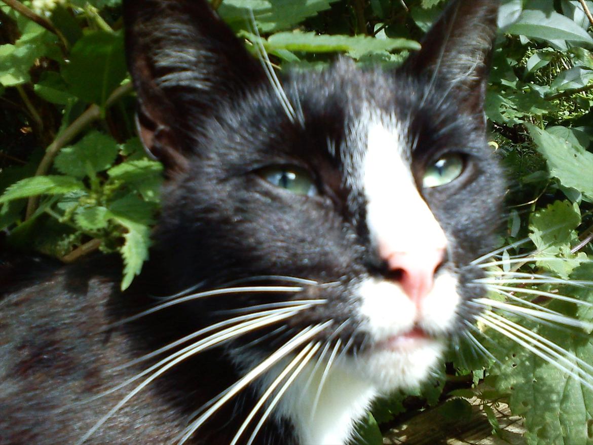 Huskat Stripe billede 4