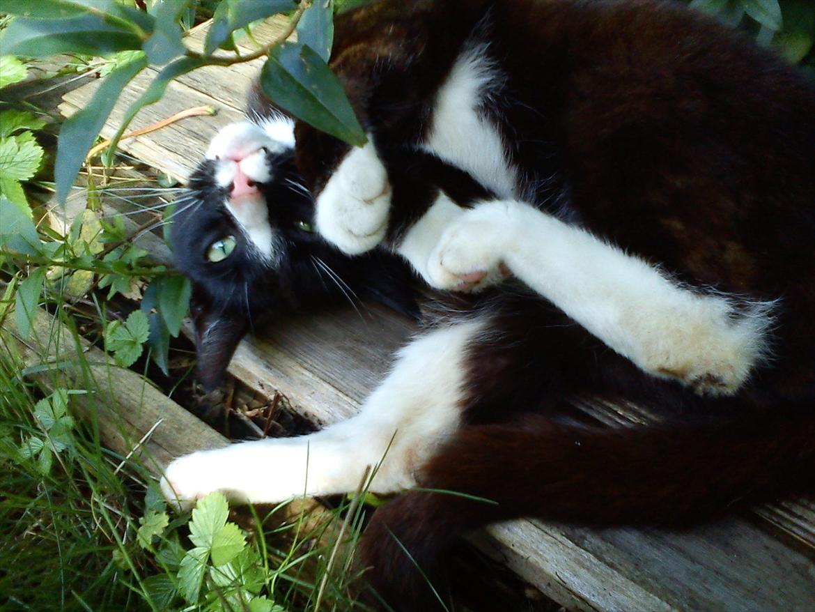 Huskat Stripe billede 5