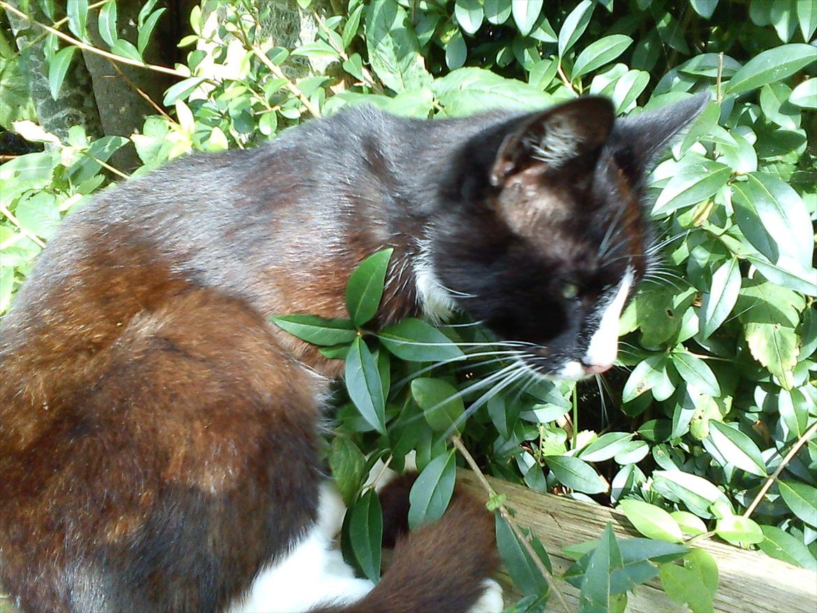 Huskat Stripe billede 6