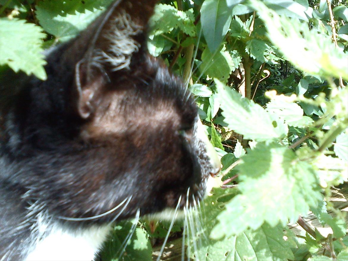 Huskat Stripe billede 7