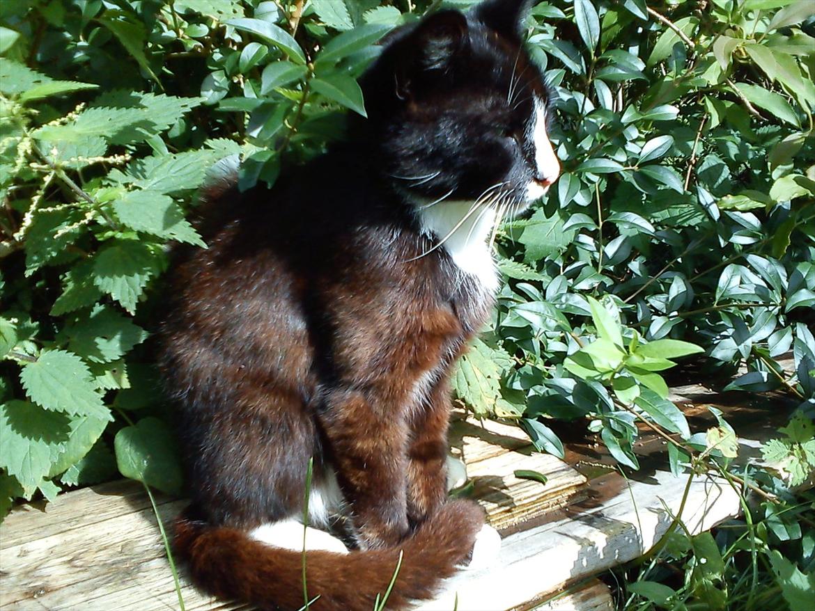 Huskat Stripe billede 8