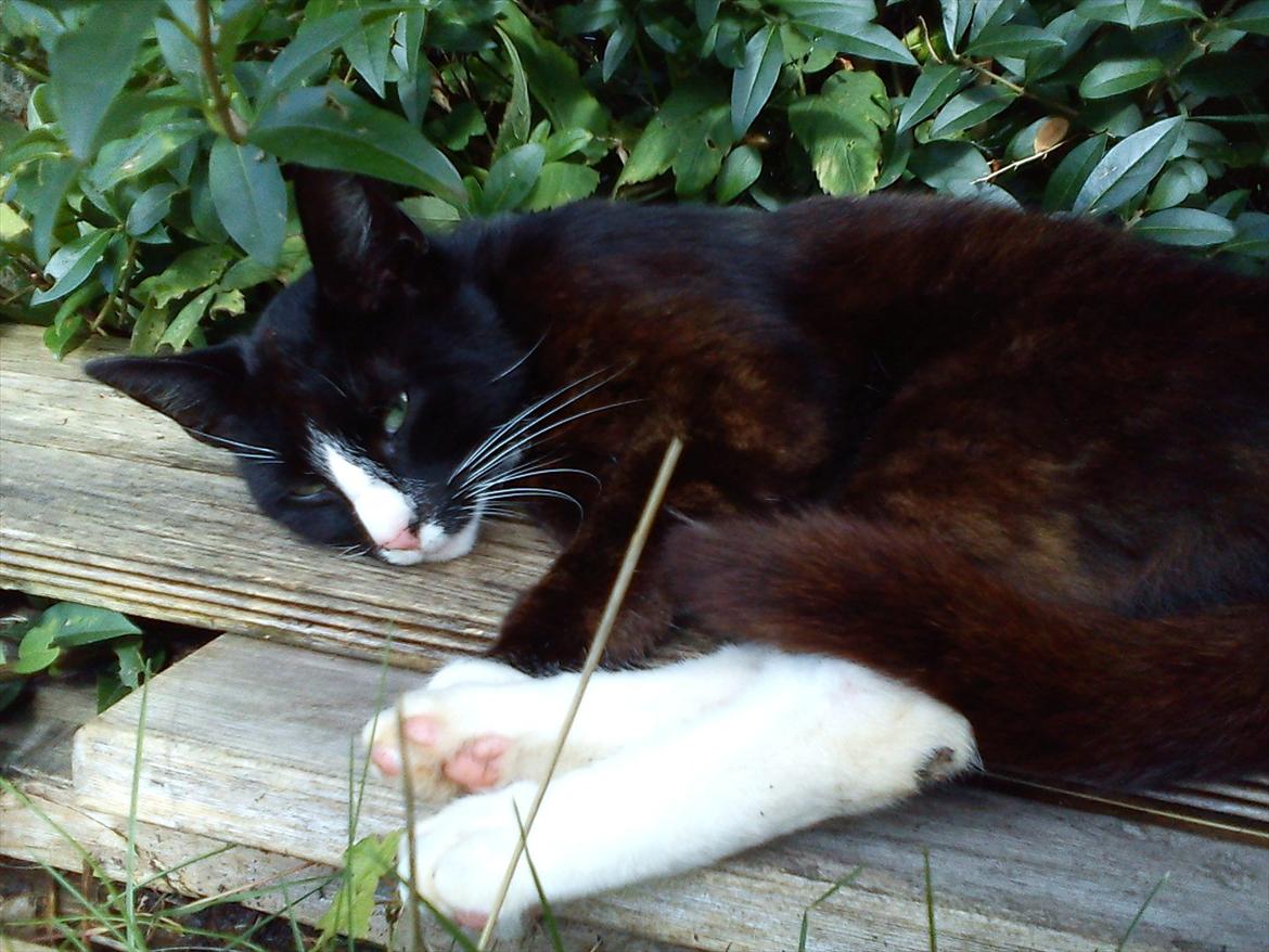 Huskat Stripe billede 9