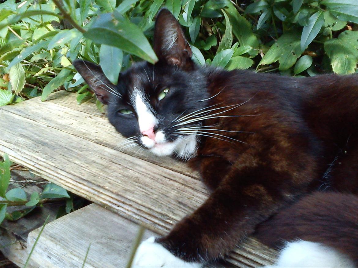 Huskat Stripe billede 10