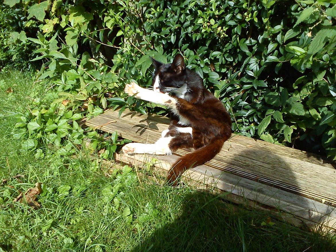 Huskat Stripe billede 11