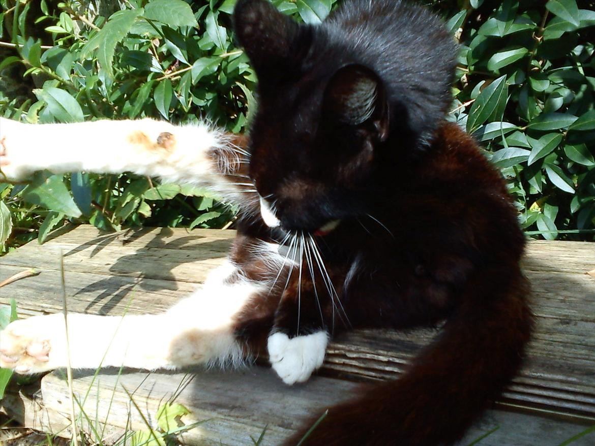 Huskat Stripe billede 12