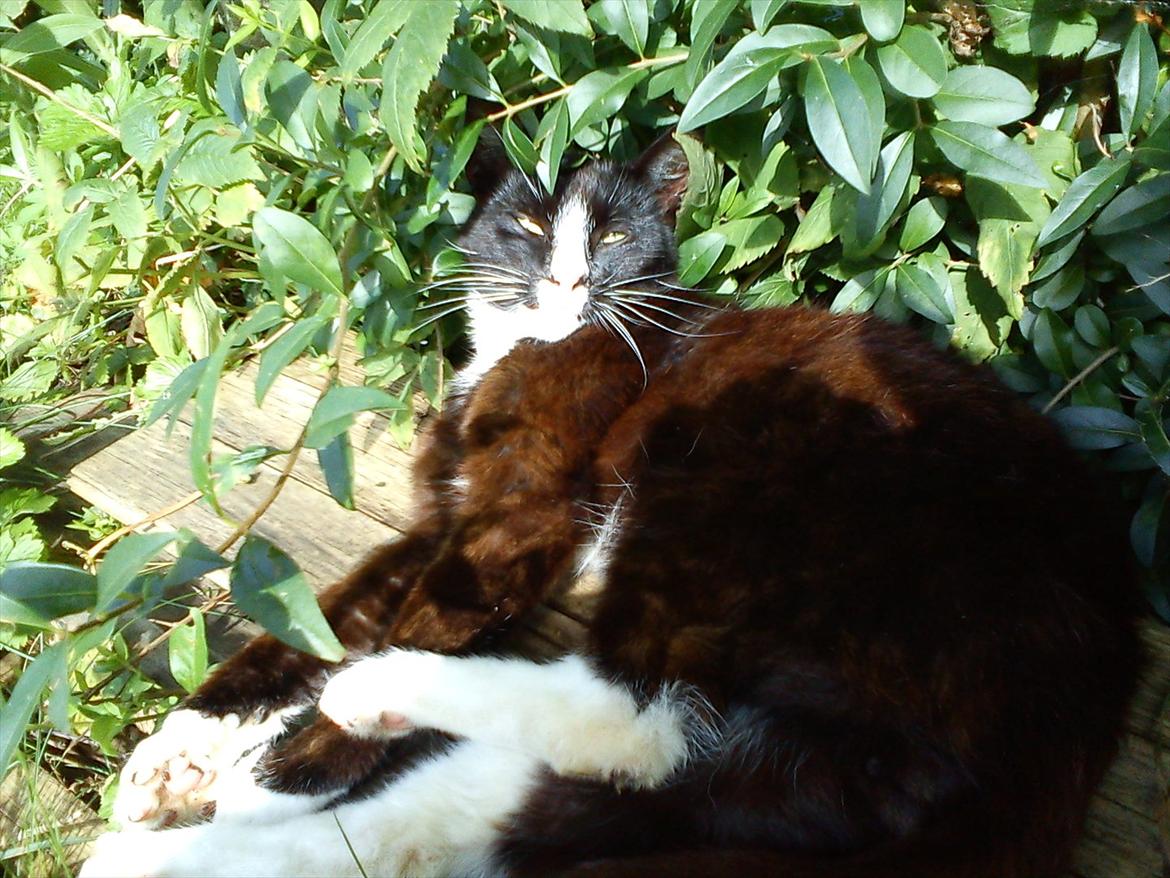 Huskat Stripe billede 13