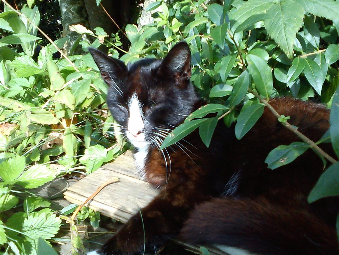 Huskat Stripe billede 14