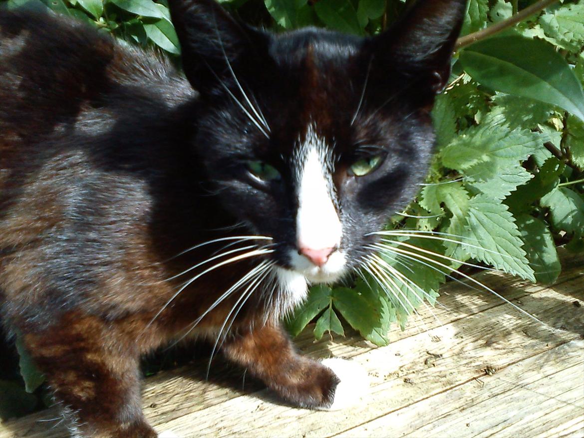 Huskat Stripe billede 15