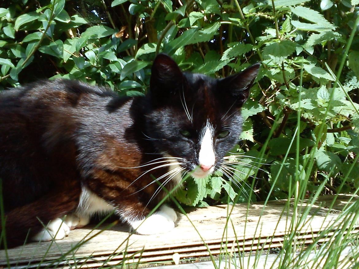 Huskat Stripe billede 16