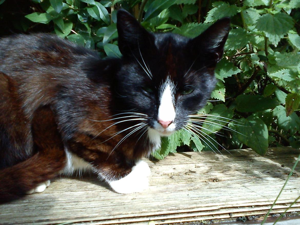 Huskat Stripe billede 17