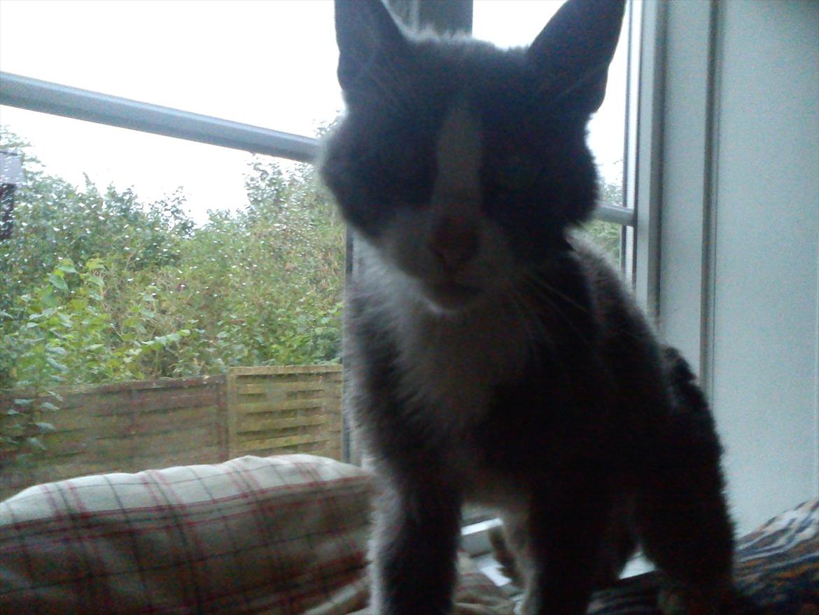 Huskat Charlie billede 1