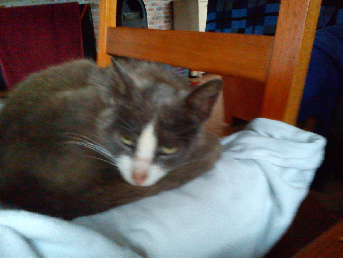 Huskat Charlie billede 2