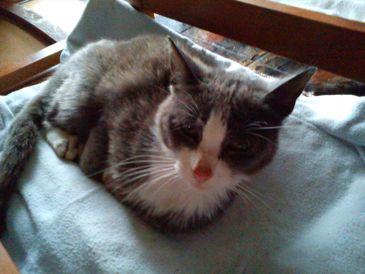 Huskat Charlie billede 3