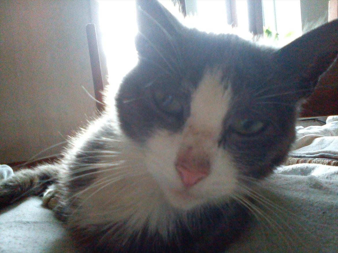 Huskat Charlie billede 4