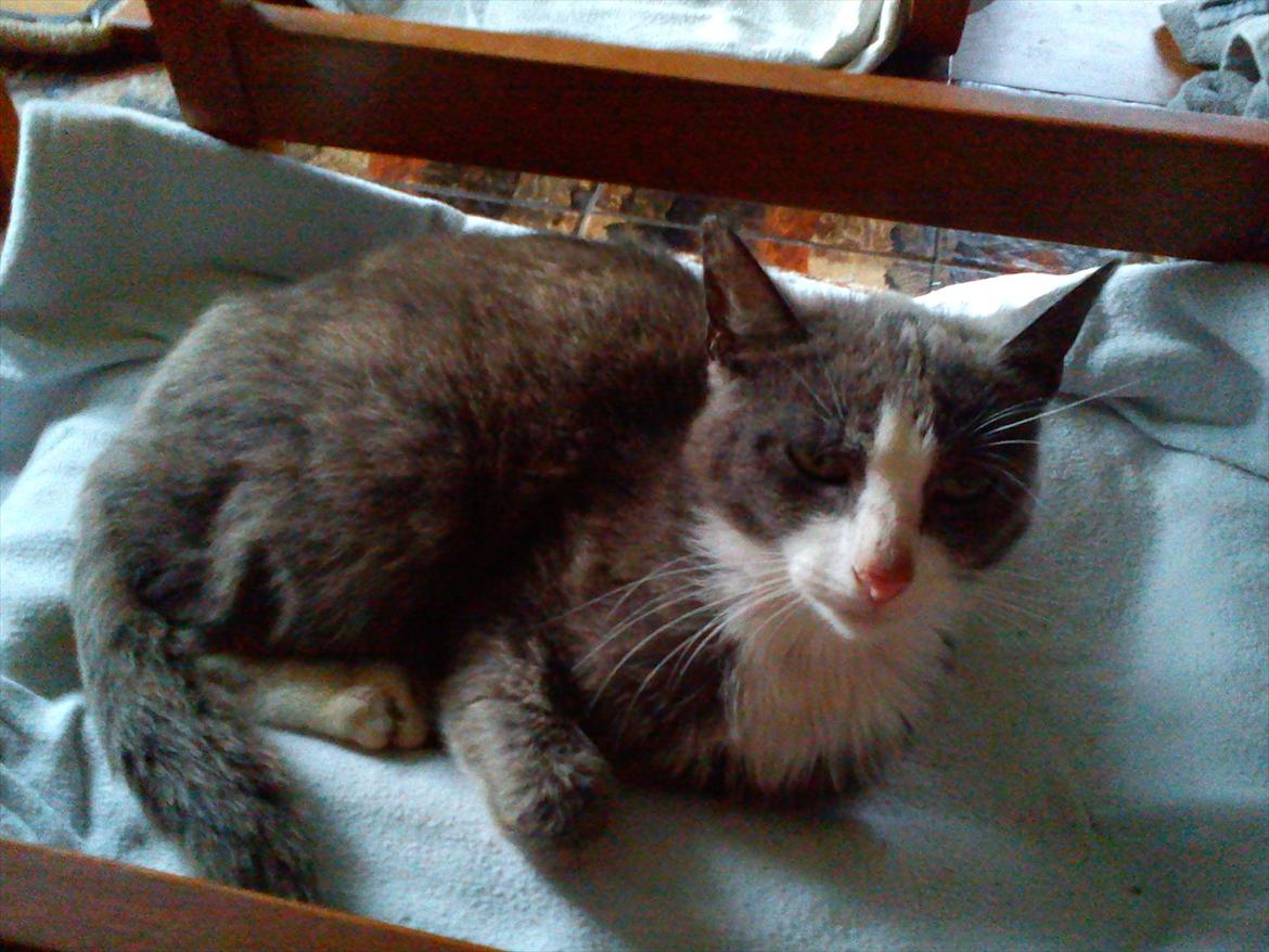 Huskat Charlie billede 5