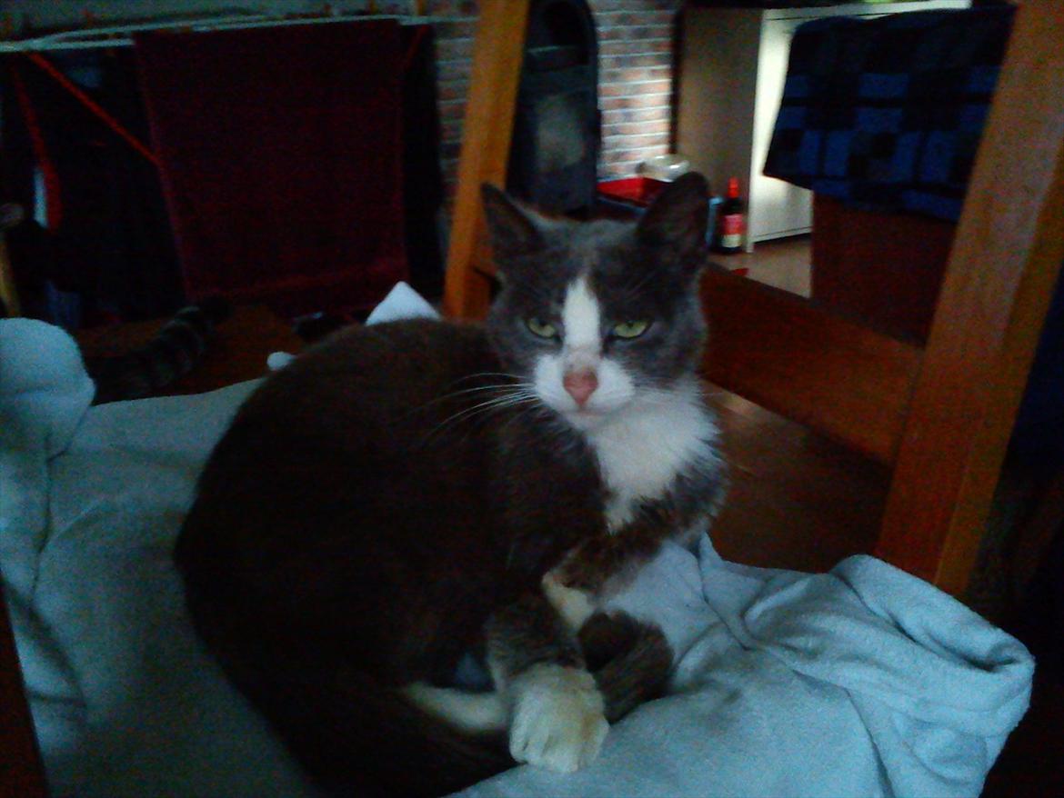 Huskat Charlie billede 6