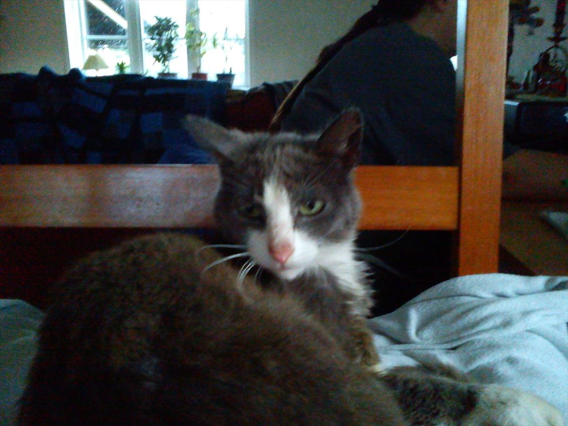 Huskat Charlie billede 7