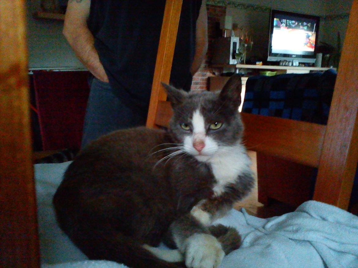 Huskat Charlie billede 8