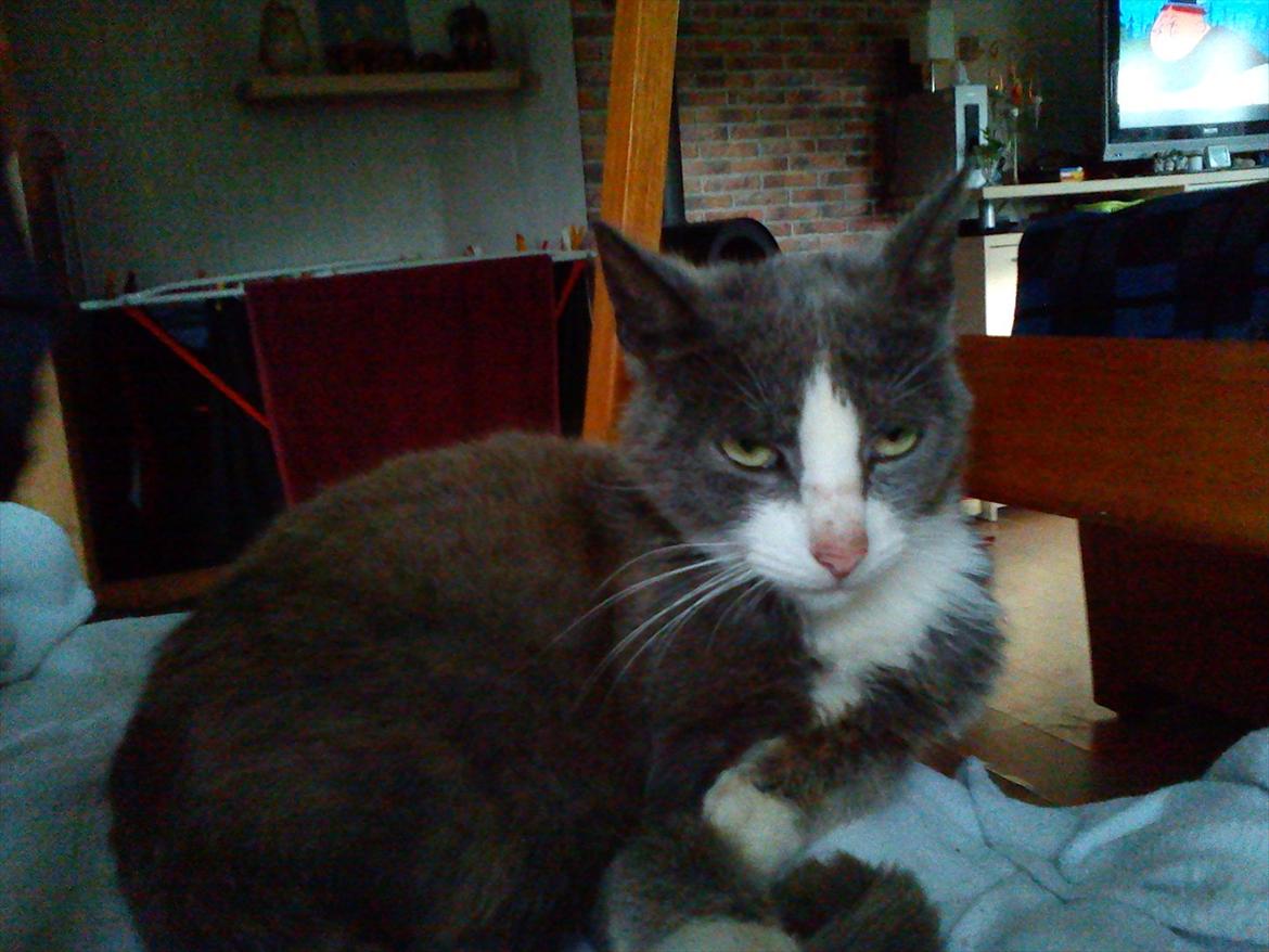 Huskat Charlie billede 9