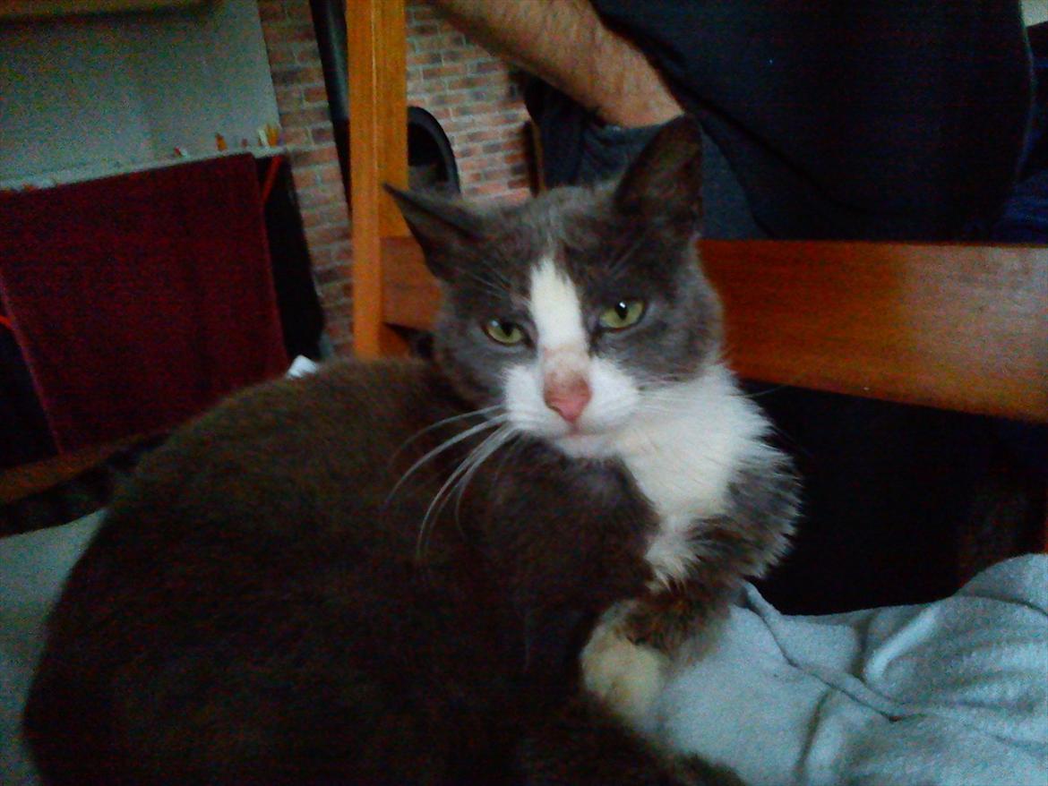 Huskat Charlie billede 10