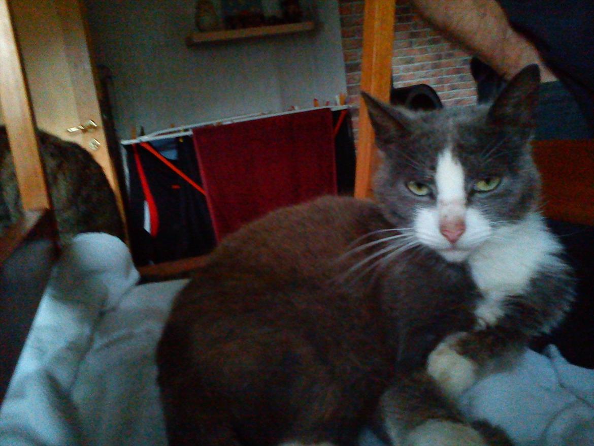 Huskat Charlie billede 11