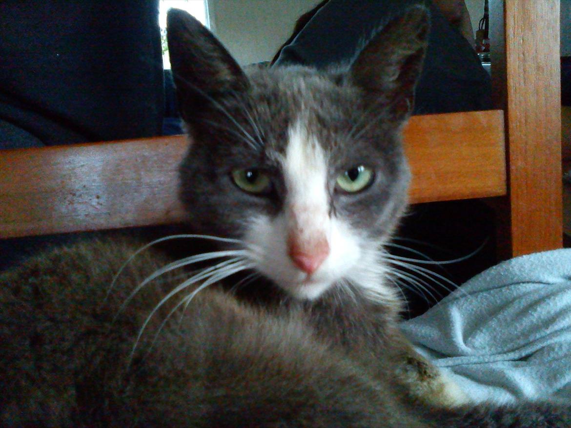 Huskat Charlie billede 12