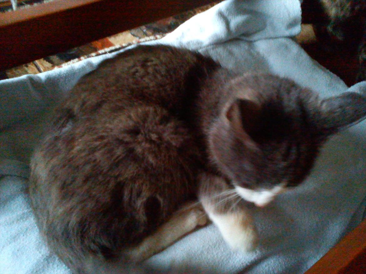 Huskat Charlie billede 13