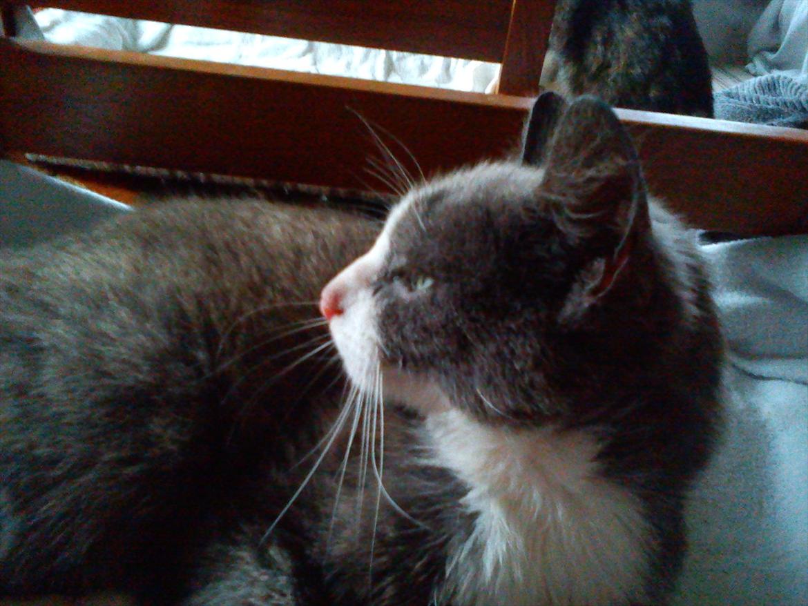 Huskat Charlie billede 14