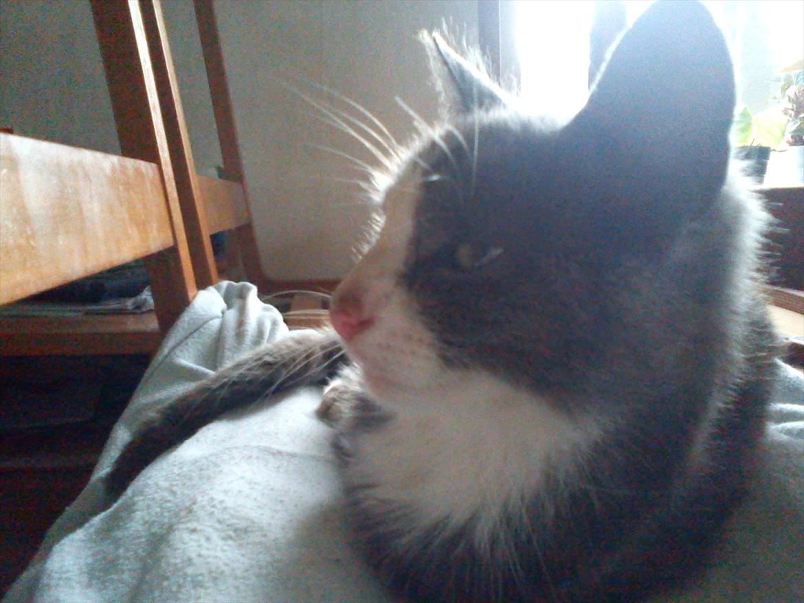 Huskat Charlie billede 15