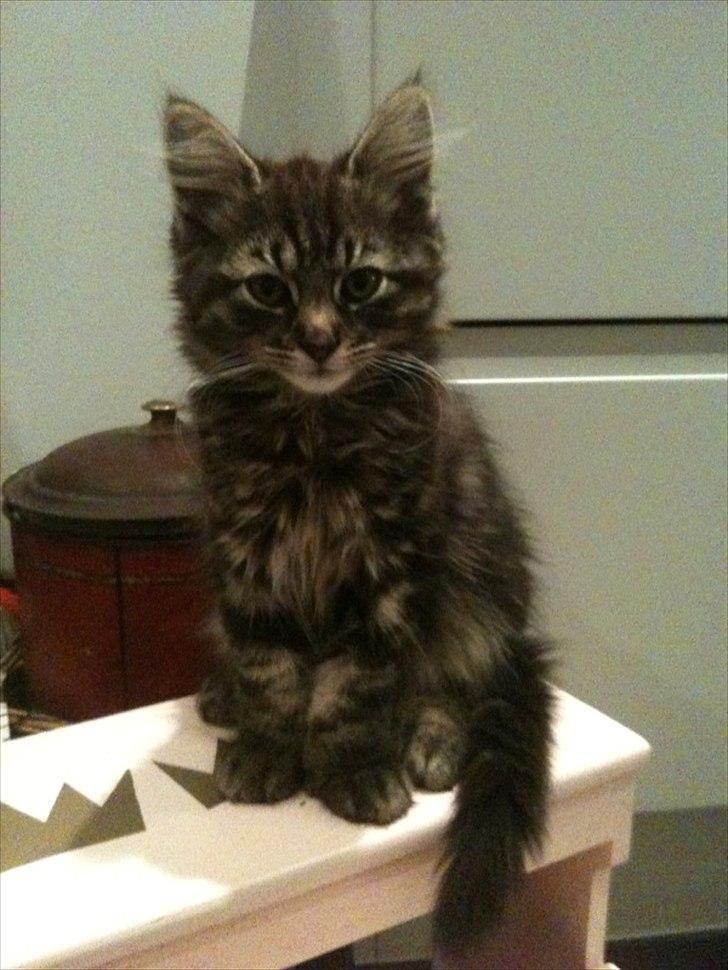 Blanding af racer Sigurd L. Vantekat(Ziggy) - 28.8.11 billede 1