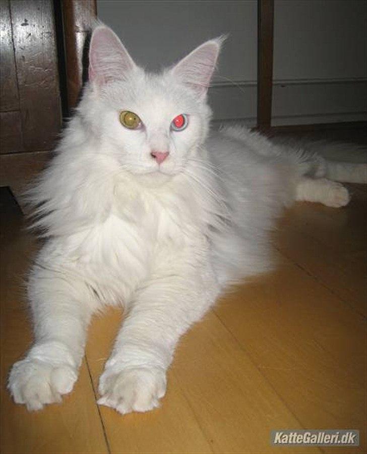 Maine Coon Missy Mille billede 7