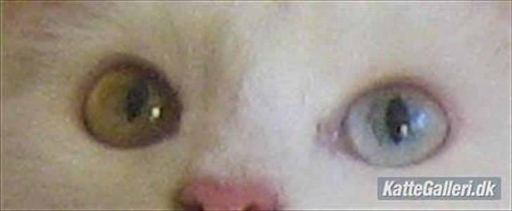 Maine Coon Missy Mille billede 1