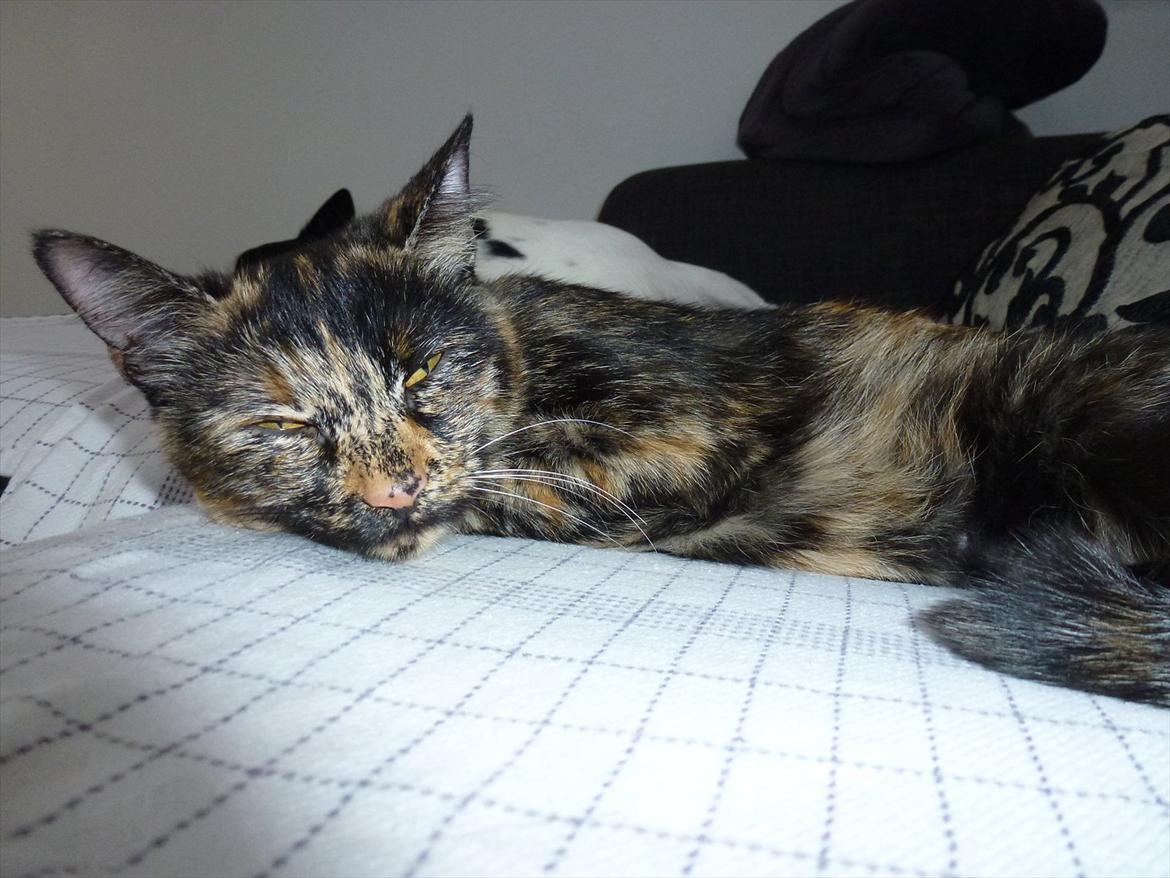 Huskat                      Nørgaards Stribe billede 20