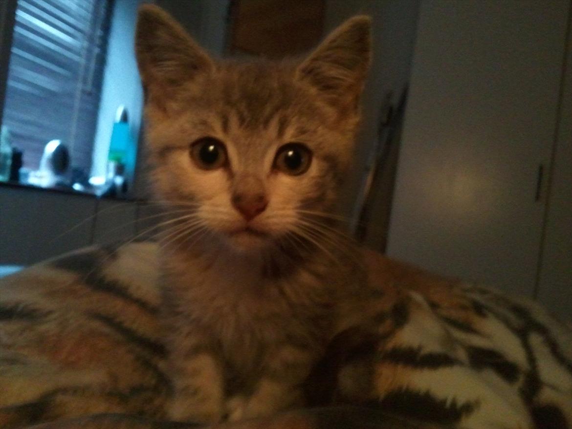 Huskat Pixie - 12 uger - lige vågnet efter den første nat her hjemme billede 4