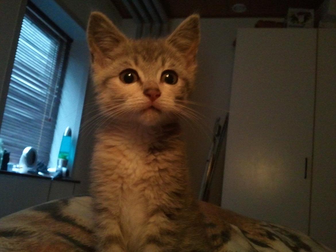 Huskat Pixie - 12 uger - lige vågnet efter den første nat her hjemme billede 5