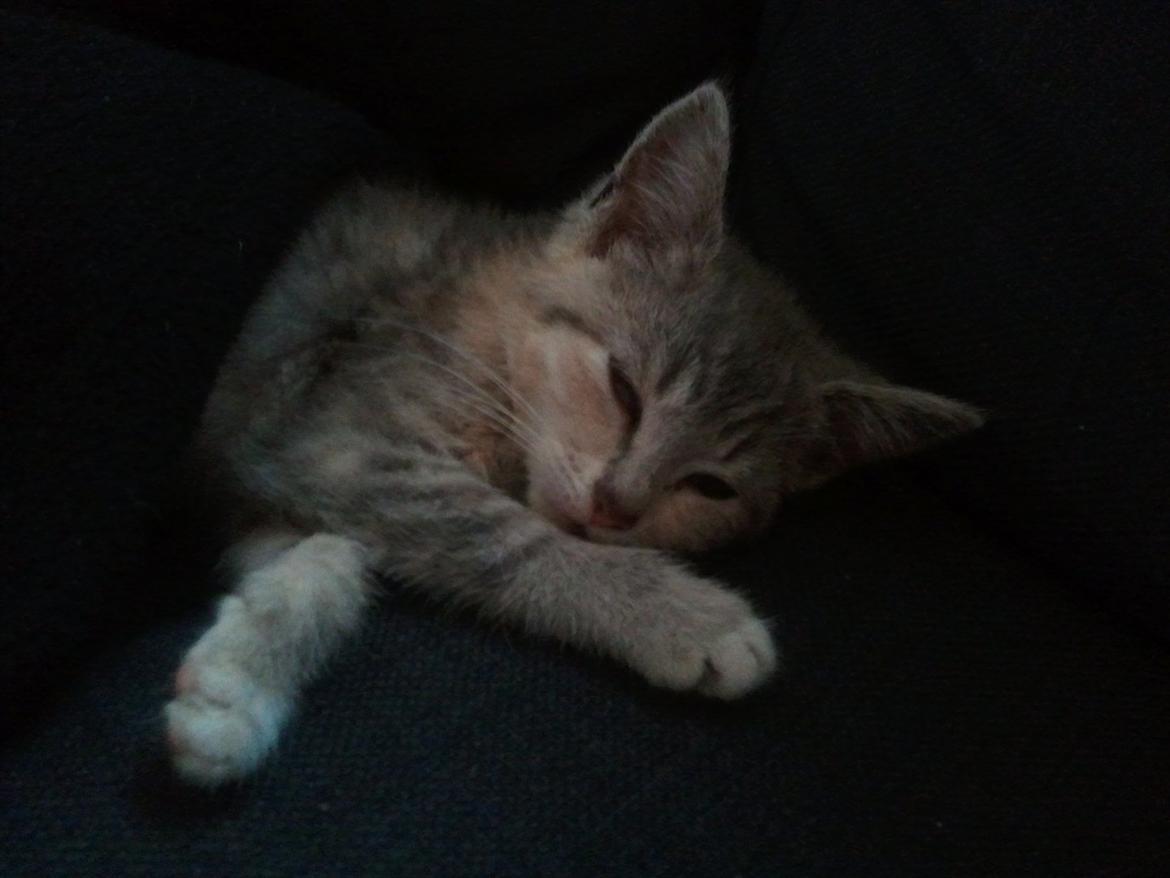 Huskat Pixie - 12 uger - det er hårdt at komme til et nyt hjem billede 6