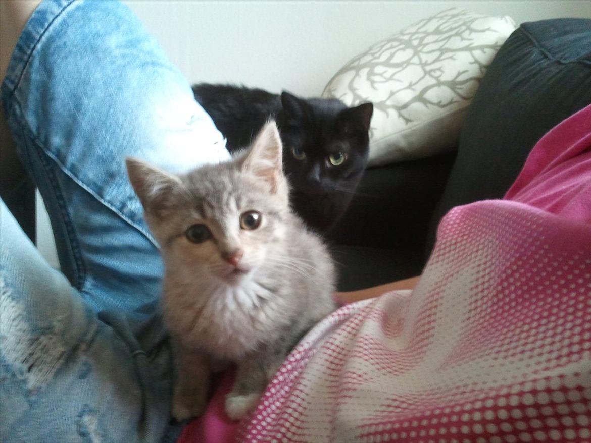 Huskat Pixie - 12 uger - Mis i baggrunden er nysgerrig efter at snakke med det nye familiemedlem. billede 7