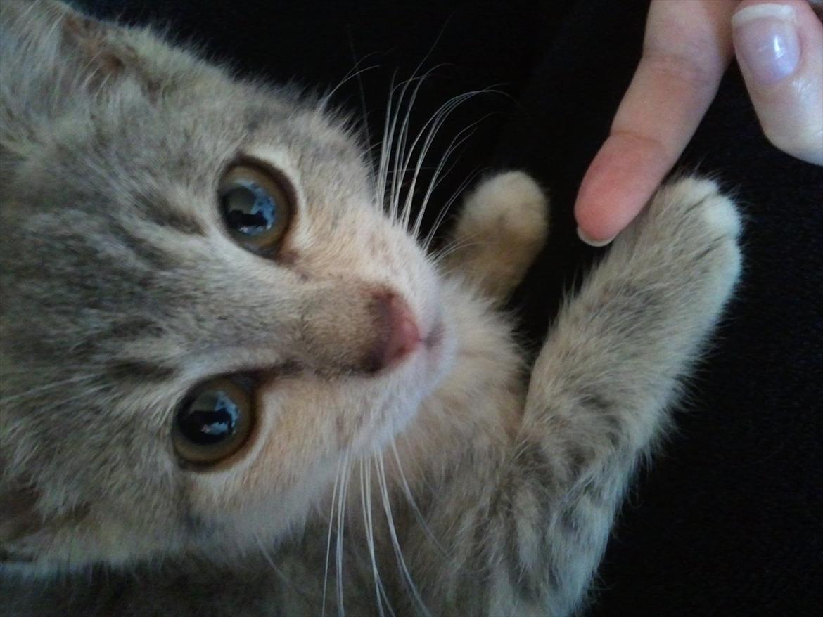 Huskat Pixie - 12 uger - måler lige potterne i forhold til min lillefinger :p billede 3