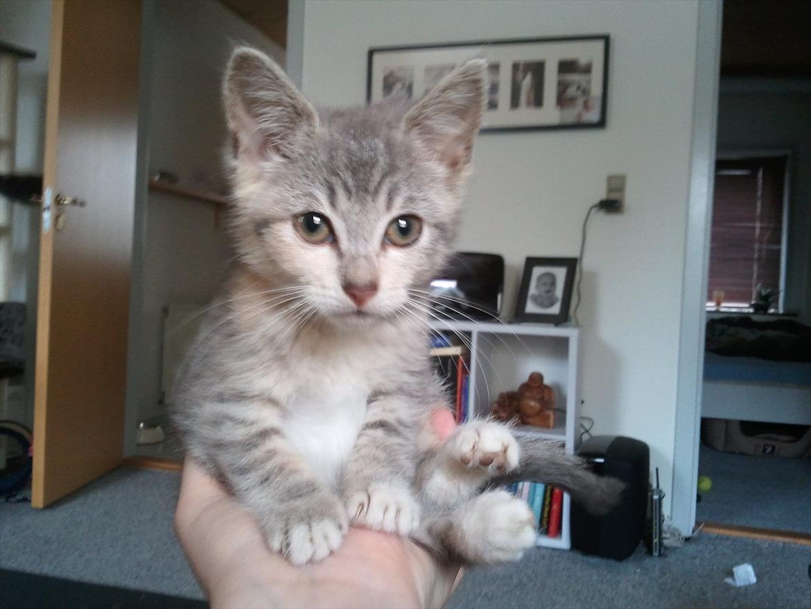 Huskat Pixie - 12 uger - en håndfuld killing billede 8