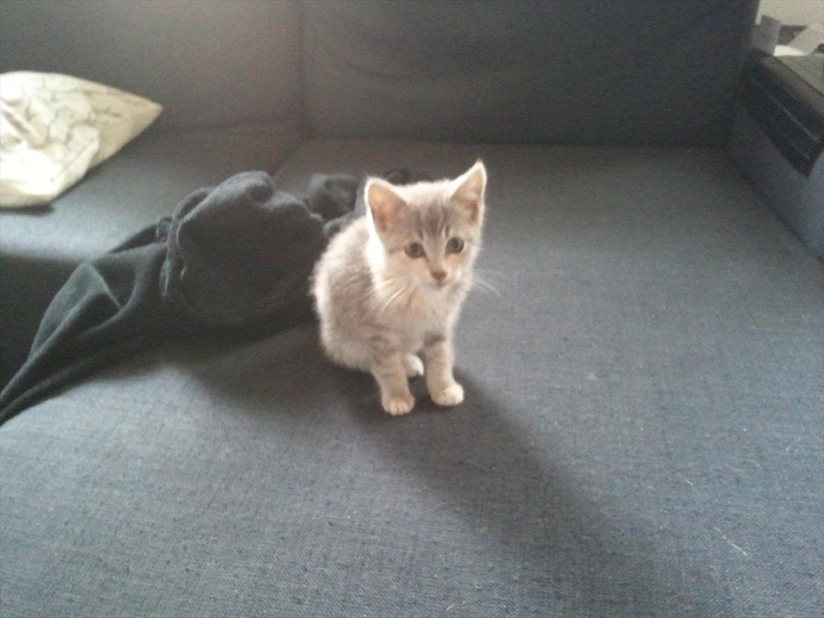 Huskat Pixie billede 9