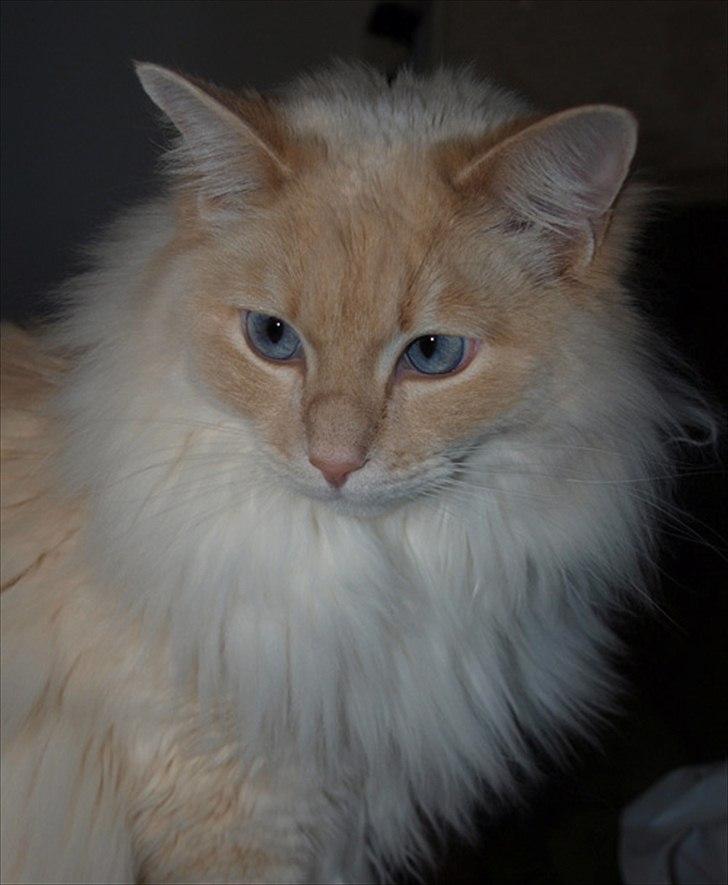 Ragdoll Kaizer - Kaizer billede 3