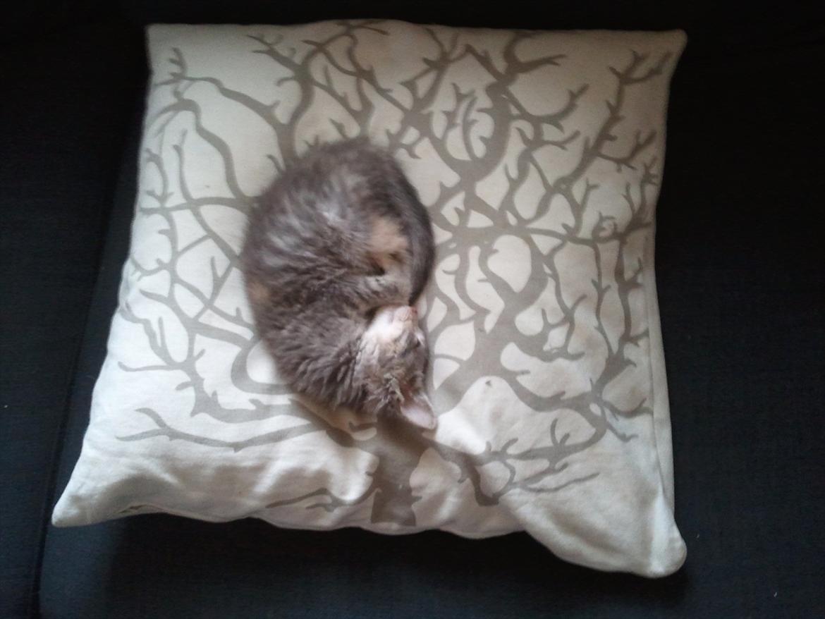 Huskat Pixie billede 10