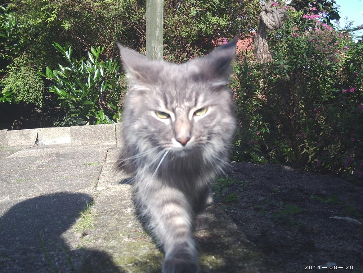 Maine Coon Lucky Coon's Kazandra is an Angle <3 (Kazandra) billede 18