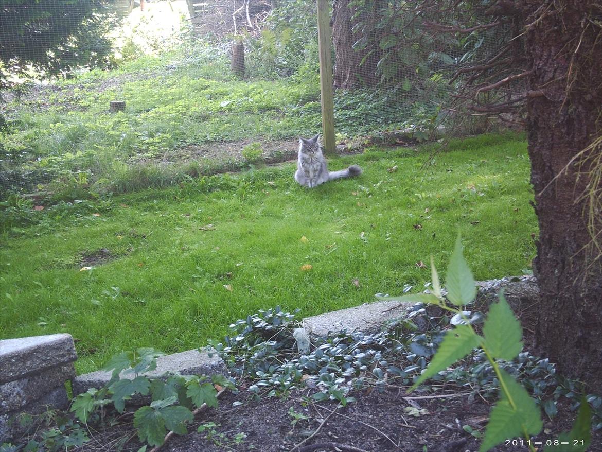 Maine Coon Lucky Coon's Kazandra is an Angle <3 (Kazandra) billede 19