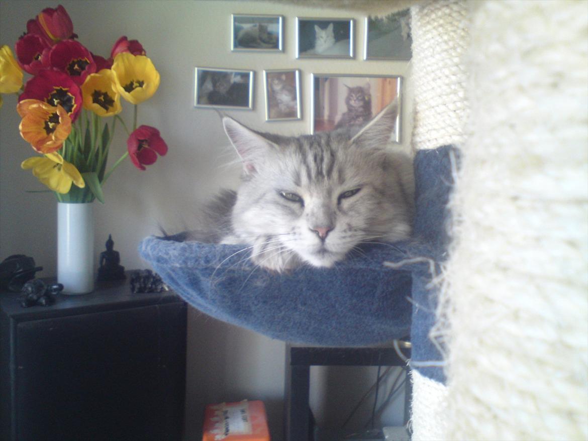 Maine Coon DK Agerskov's Bailey (Malou) billede 11