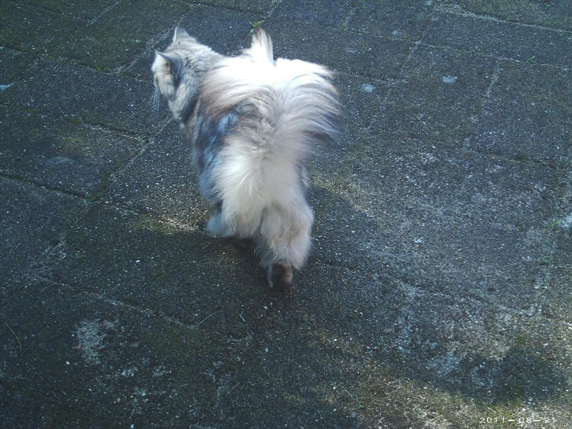 Maine Coon DK Agerskov's Bailey (Malou) billede 12