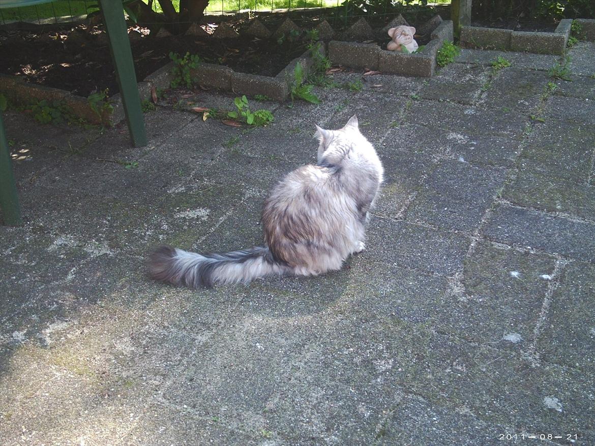 Maine Coon DK Agerskov's Bailey (Malou) billede 13