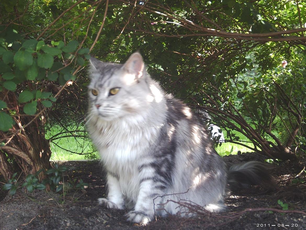 Maine Coon DK Agerskov's Bailey (Malou) billede 14